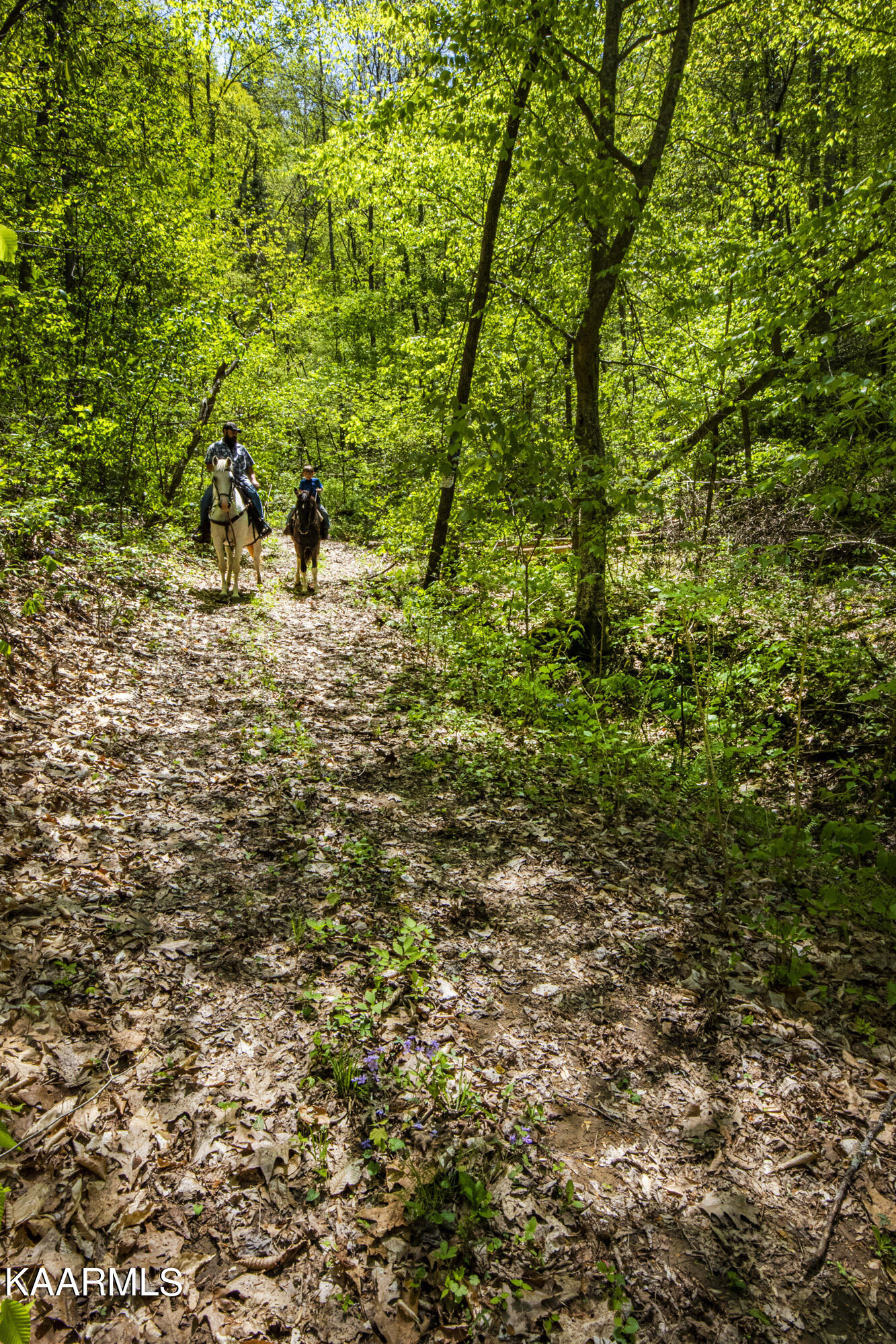 Kettle Hollow Road Maynardville, TN 37807 - Photo 36 of 51 V19A9288