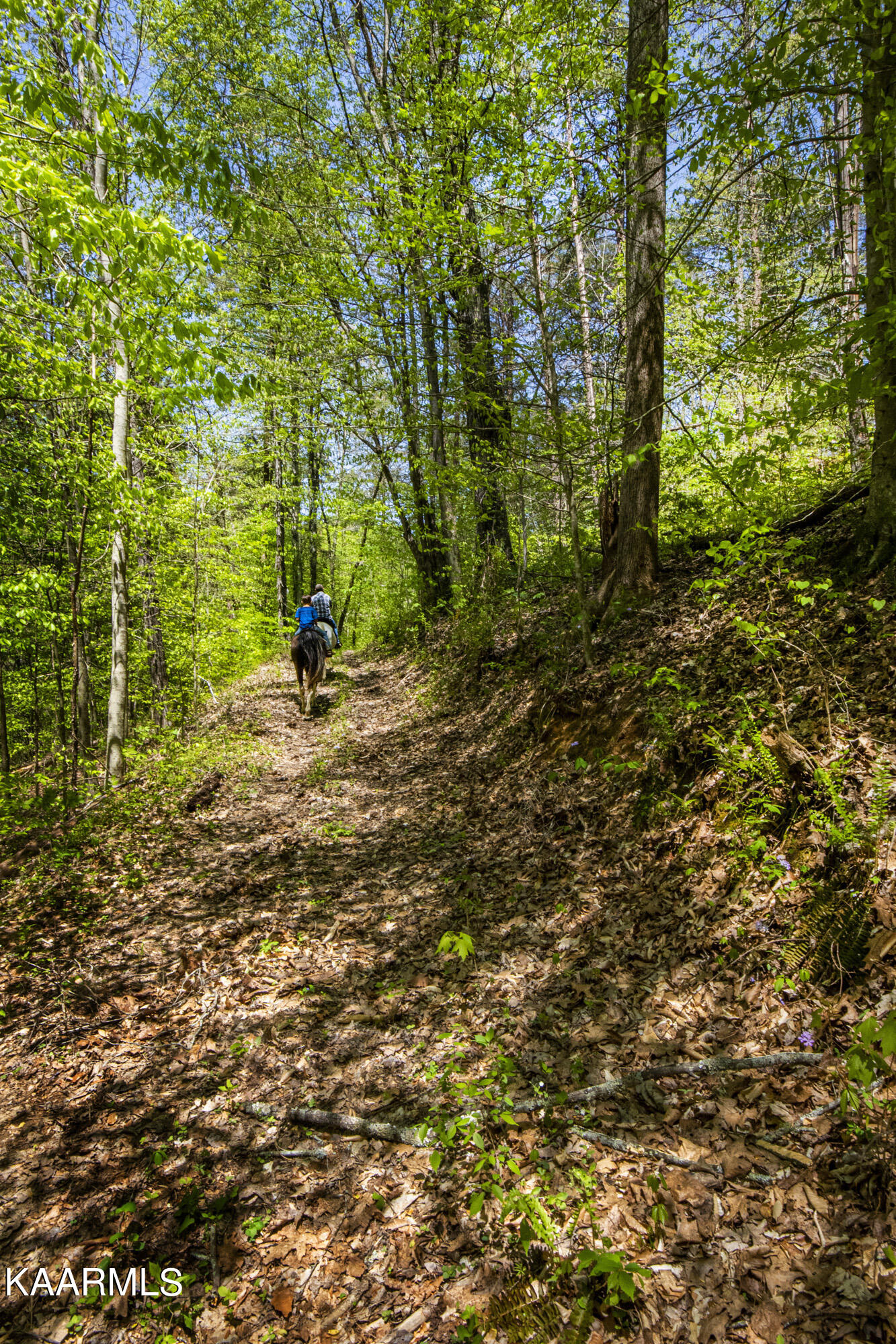Kettle Hollow Road Maynardville, TN 37807 - Photo 38 of 51 V19A9290