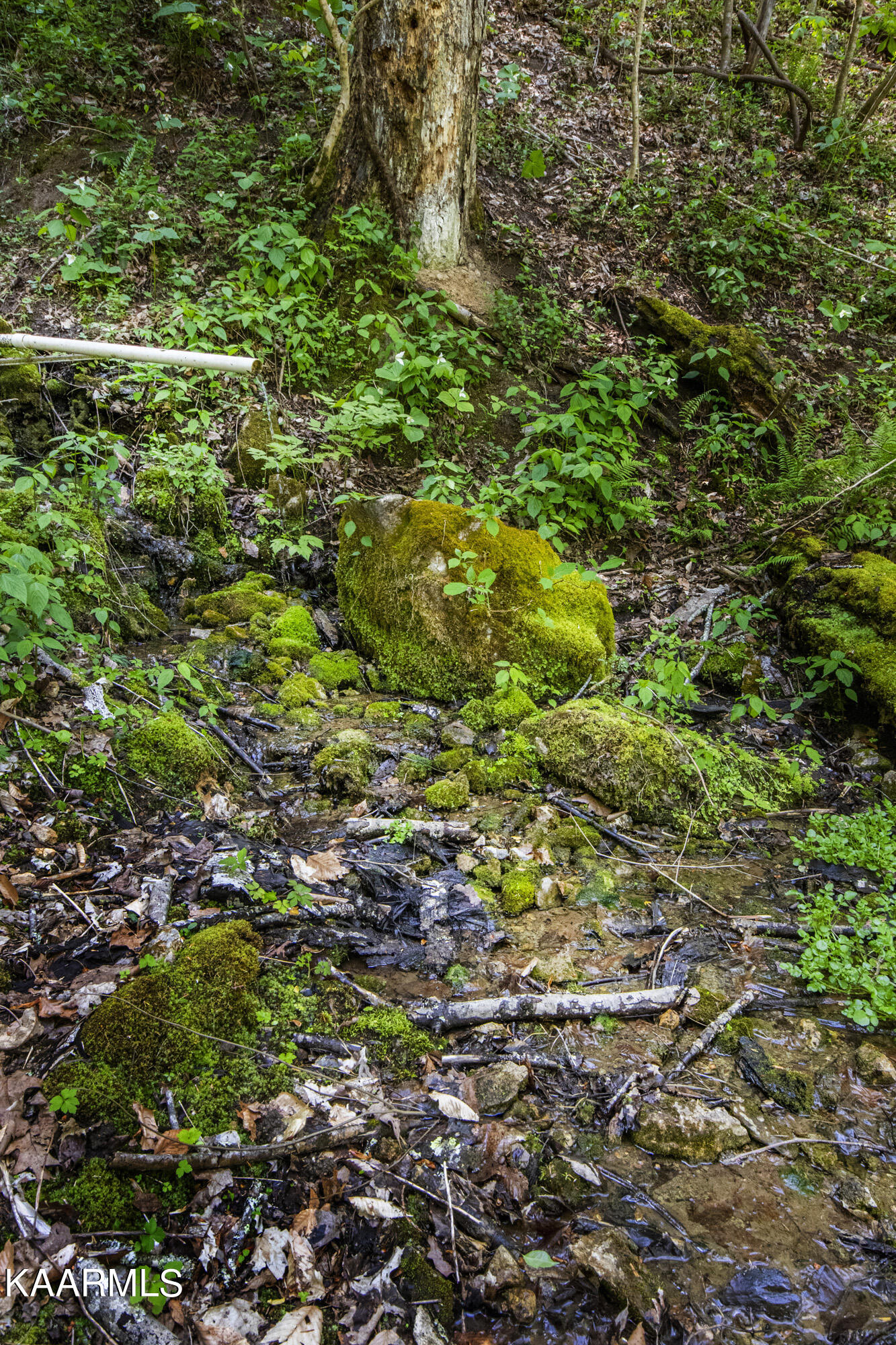 Kettle Hollow Road Maynardville, TN 37807 - Photo 45 of 51 V19A9297