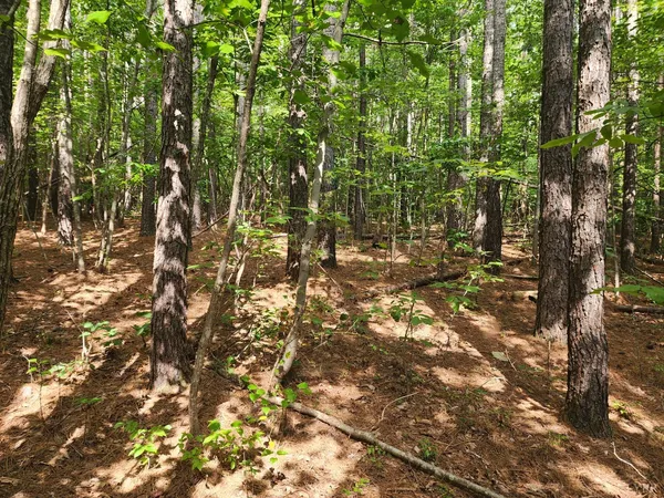 a backyard of a house with lots of trees