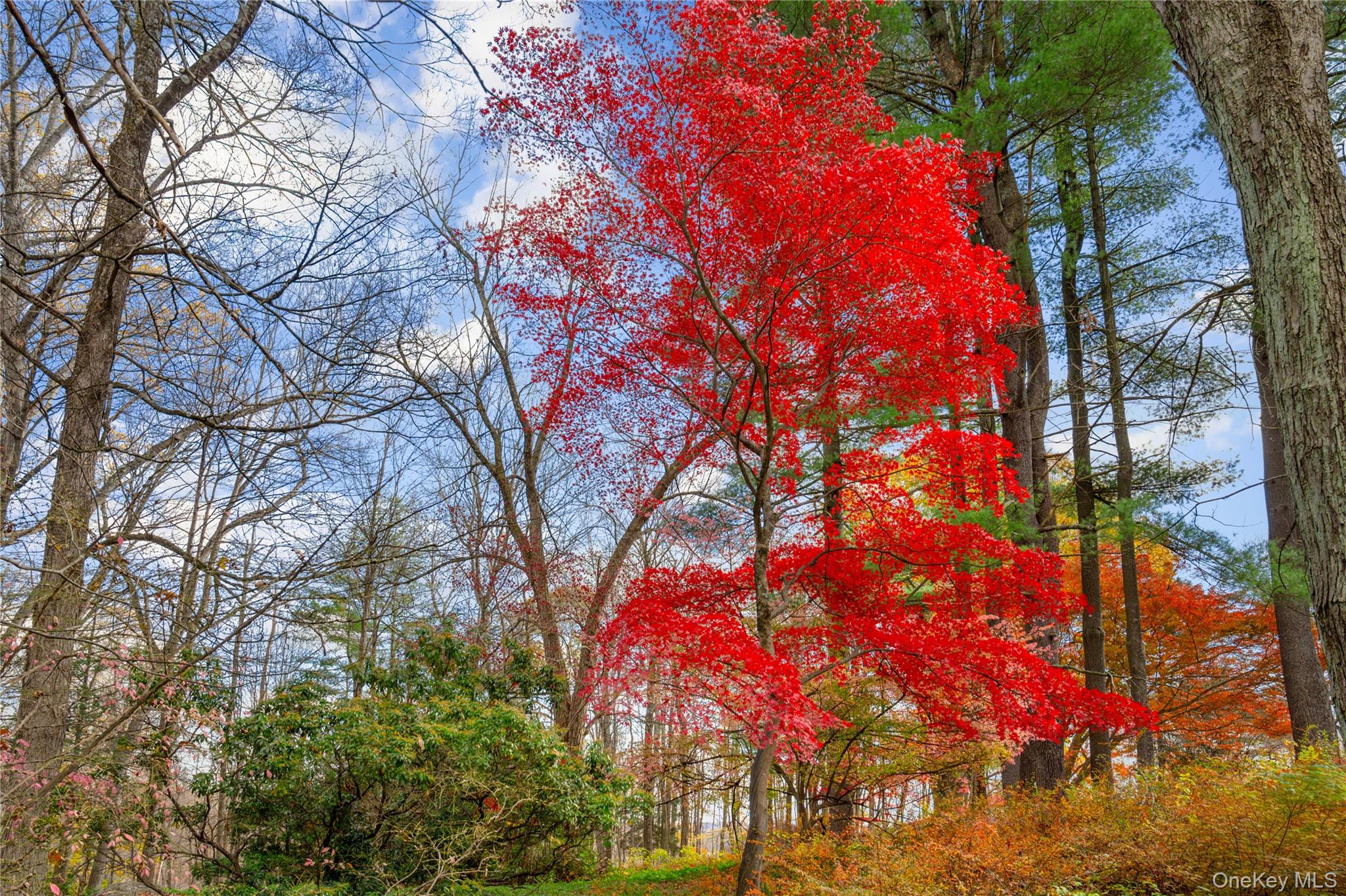 115 Old Roaring Brook Road Mount Kisco, NY 10549 - Photo 19 of 20 a view of tree