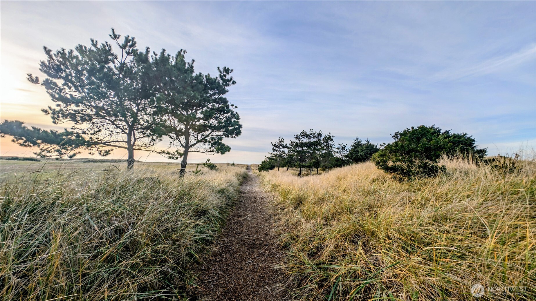 30904 M Place Ocean Park, WA 98640 - Photo 10 of 15 a view of mountain view with large trees