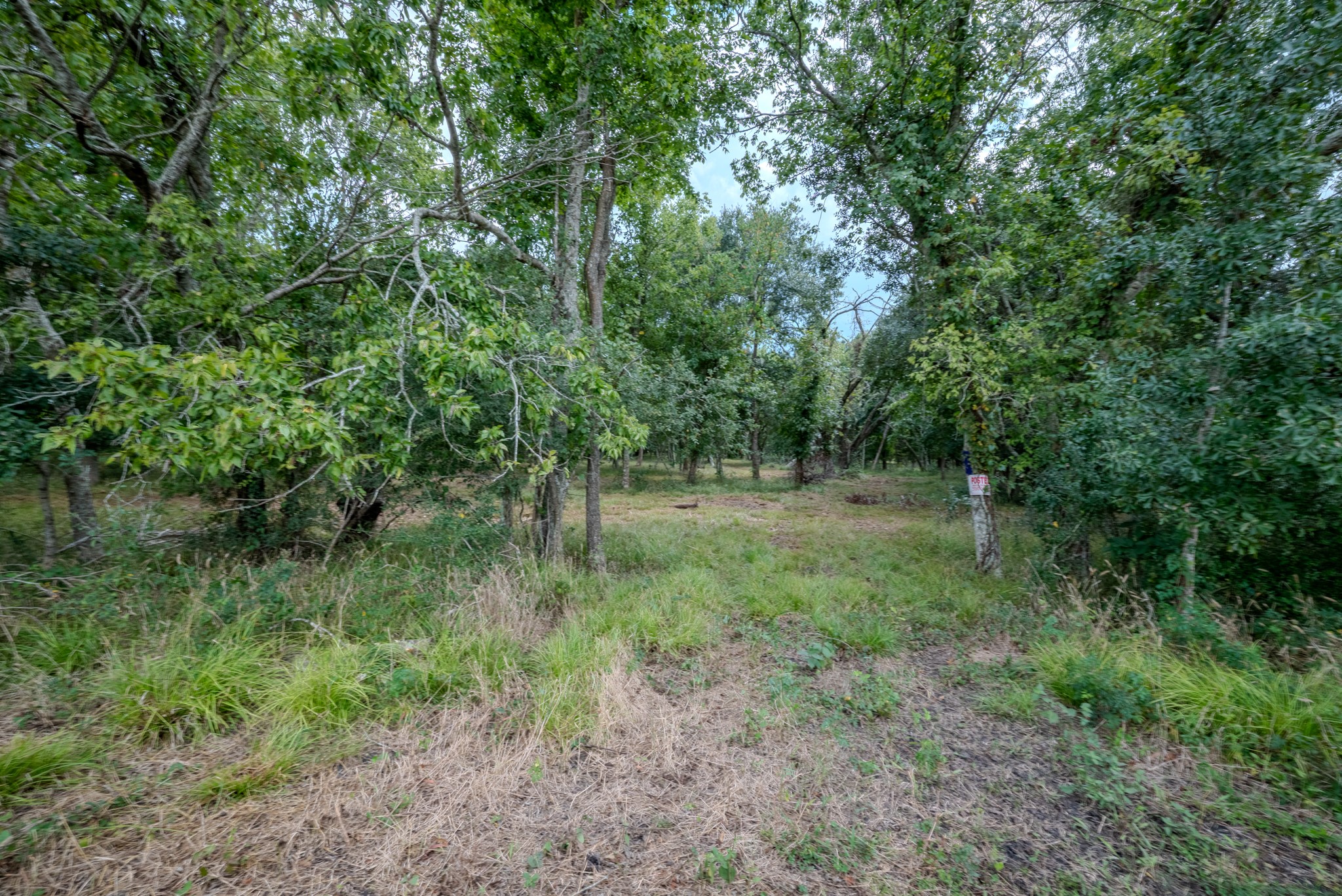 2 Charlie Meyer Road Damon, TX 77430 - Photo 16 of 38 a view of a lush green forest with lots of trees