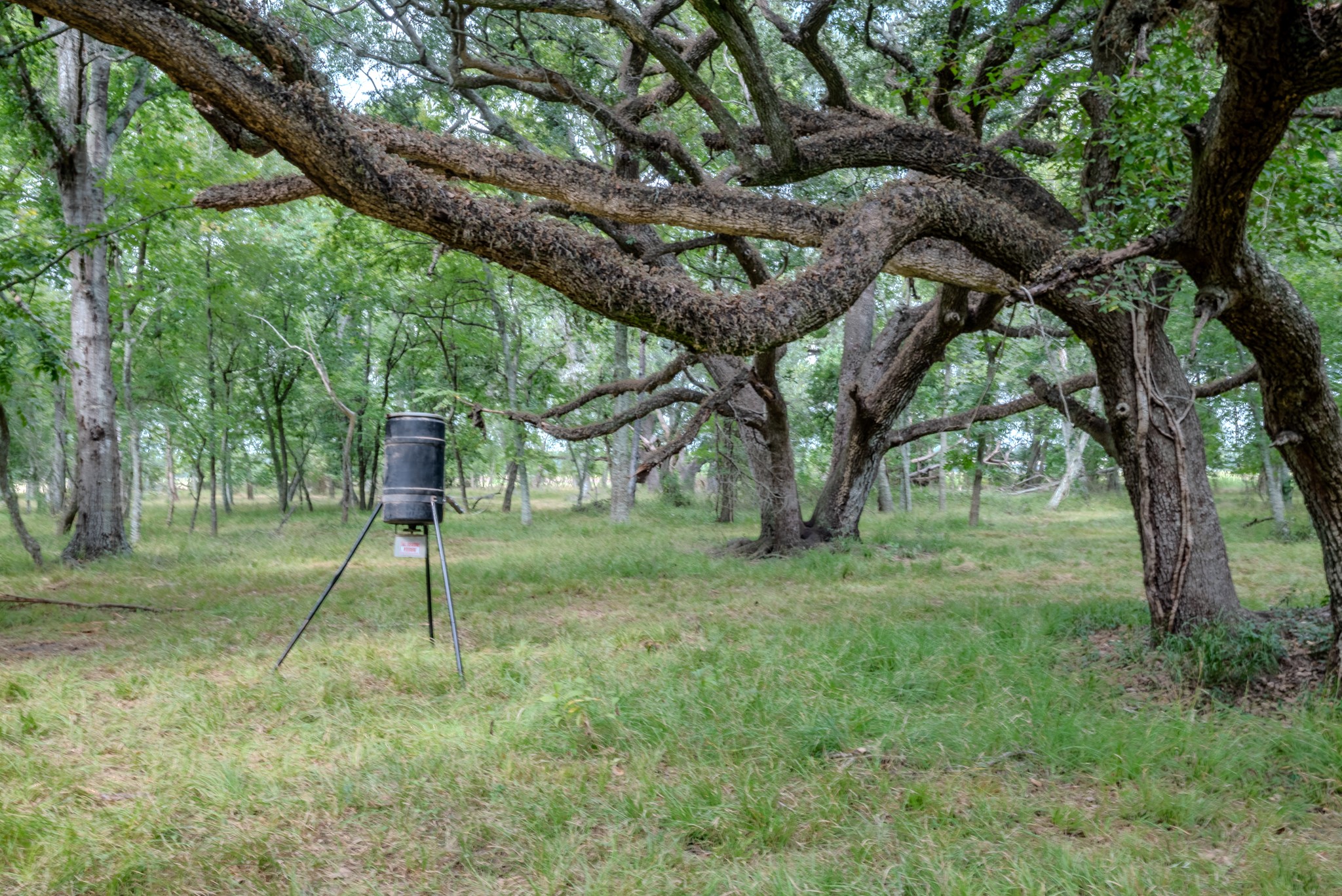 2 Charlie Meyer Road Damon, TX 77430 - Photo 22 of 38 a view of a yard with a tree