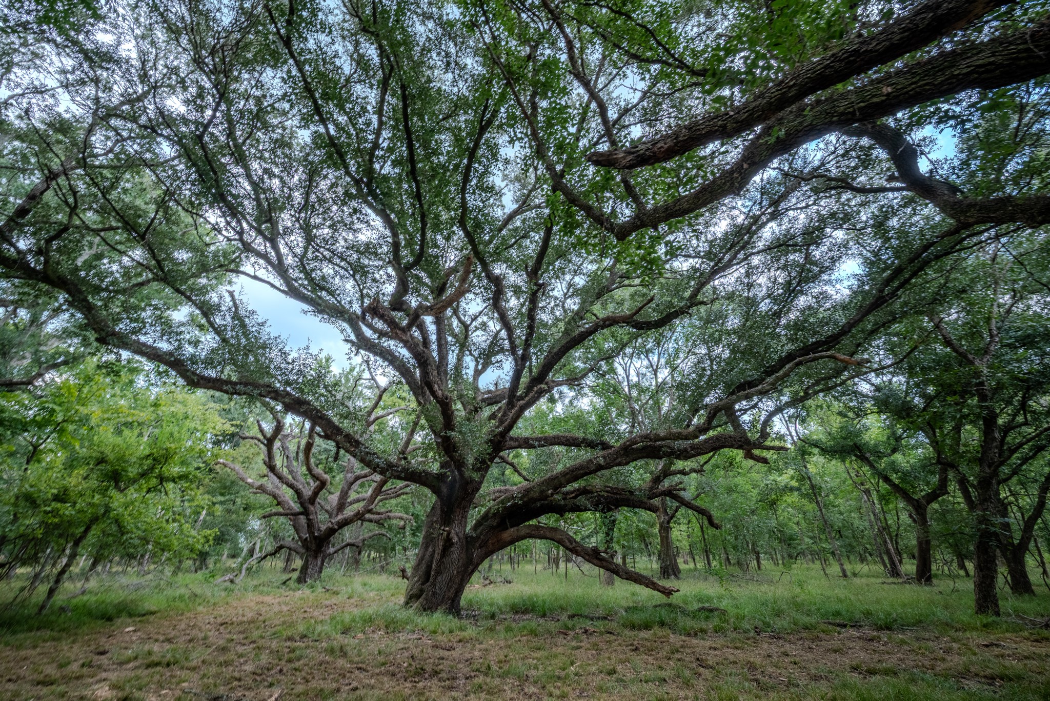 2 Charlie Meyer Road Damon, TX 77430 - Photo 23 of 38