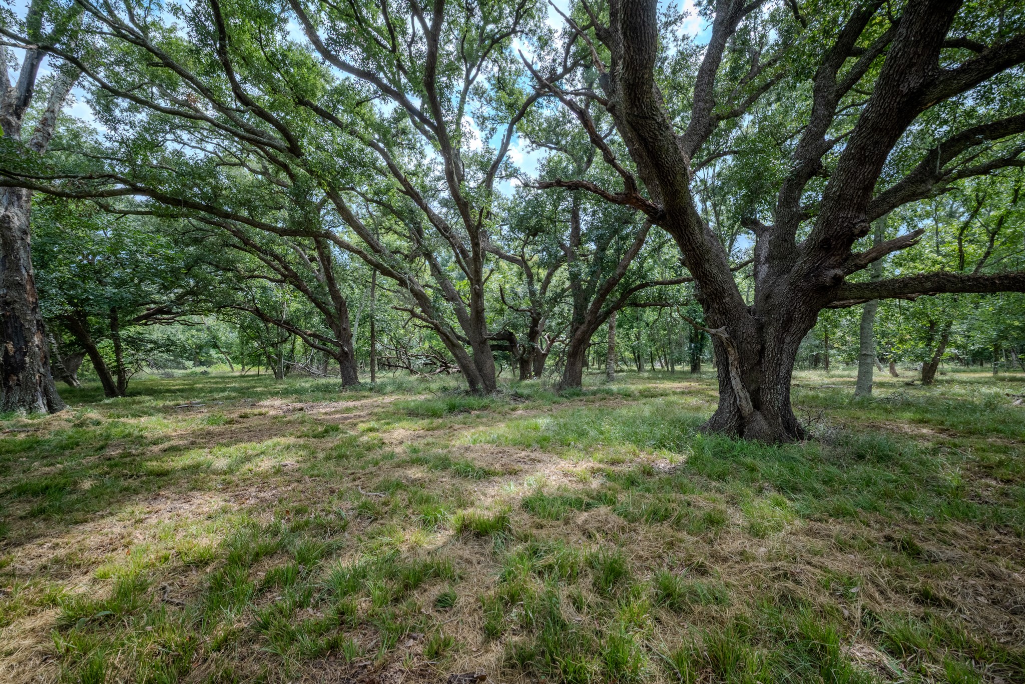 2 Charlie Meyer Road Damon, TX 77430 - Photo 9 of 38 a view of outdoor space and trees