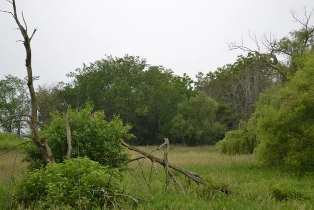 a view of a field of grass and trees