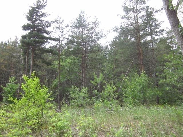 117 County Line Road Northeast Mancelona, MI 49659 - Photo 14 of 27 1787192-13.JPG