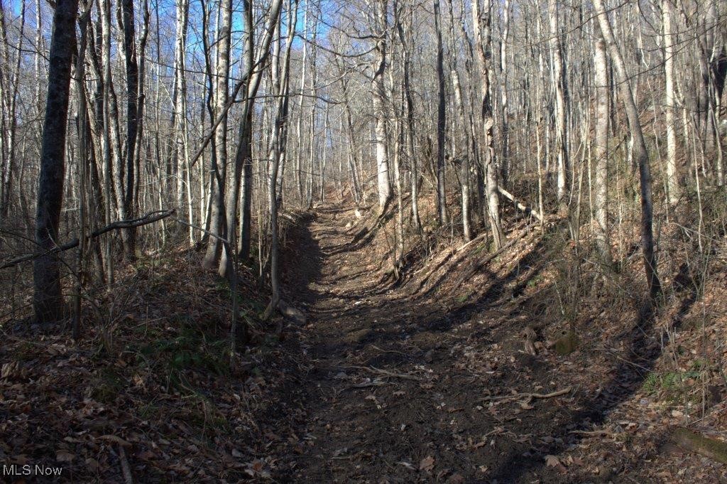 72152 Bates Road Kimbolton, OH 43749 - Photo 18 of 22 View of local wilderness