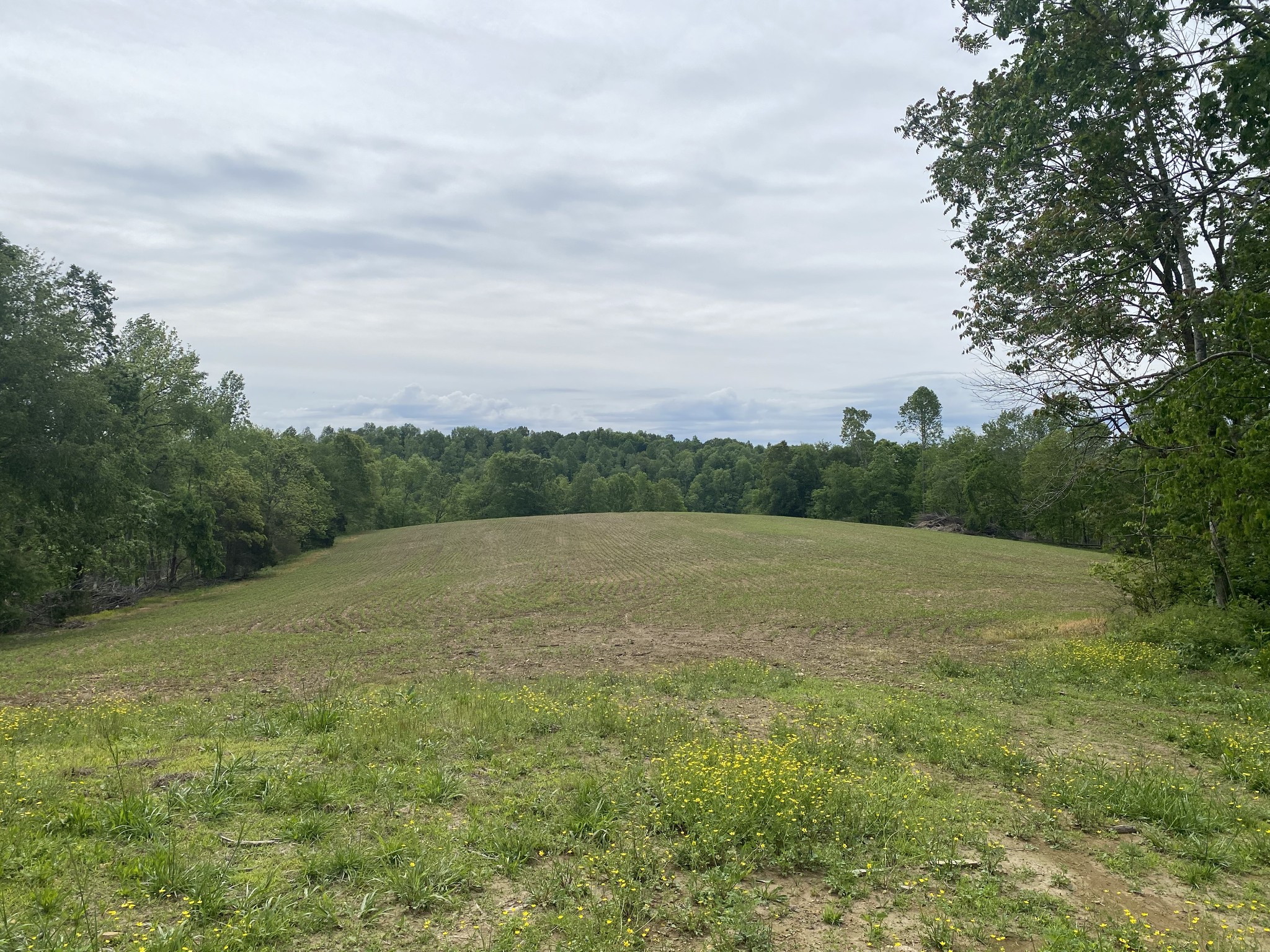 0 Trammel Creek Road Westmoreland, TN 37186 - Photo 11 of 12 a view of an outdoor space and a yard