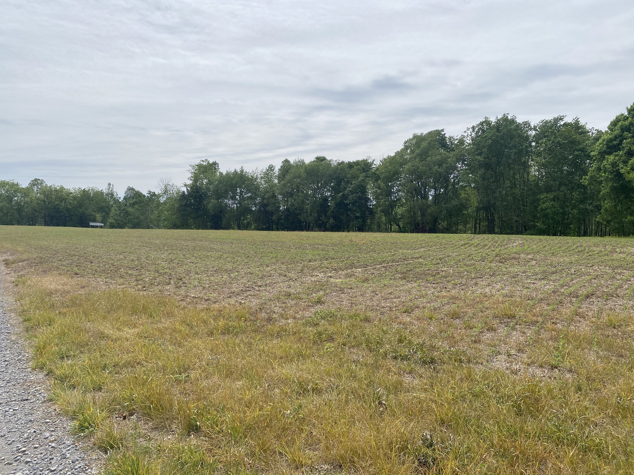 0 Trammel Creek Road Westmoreland, TN 37186 - Photo 7 of 12 a view of a field with trees in the background