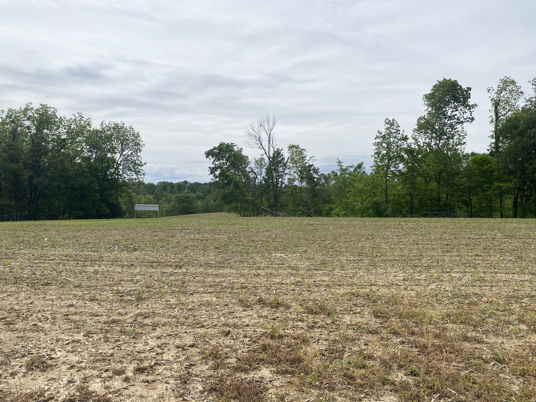 0 Trammel Creek Road Westmoreland, TN 37186 - Photo 9 of 12 a view of a field with trees in the background