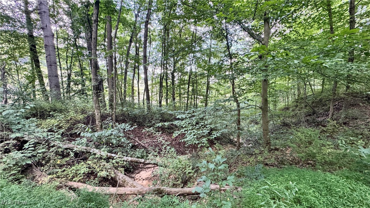 294 County Road Conesville, OH 43811 - Photo 30 of 39 View of woods