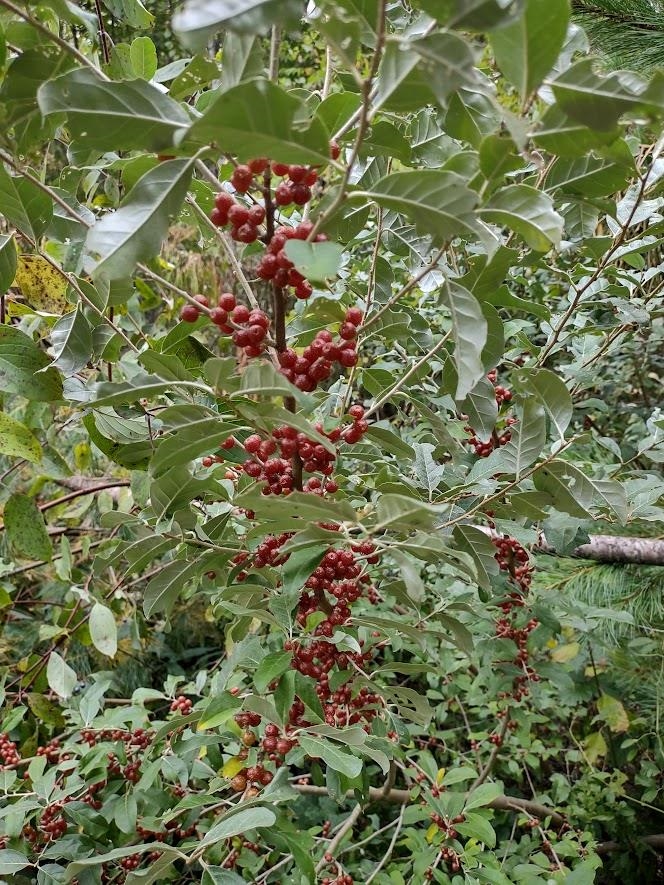 38 Pond Brook Road Wentworth, NH 03282 - Photo 42 of 60