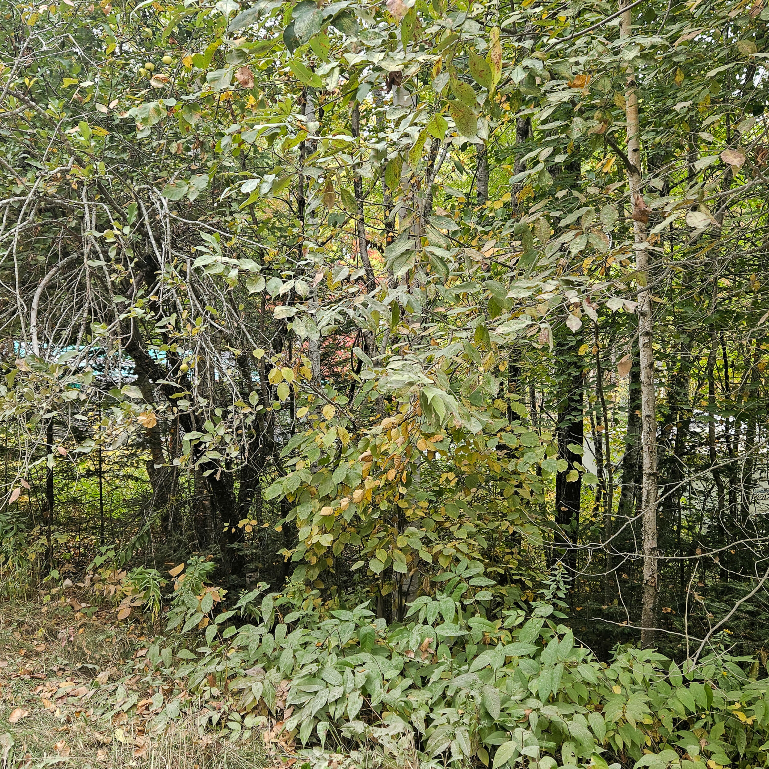 206 Morrison Farm Road Mariaville, ME 04605 - Photo 23 of 28 20250924_110358