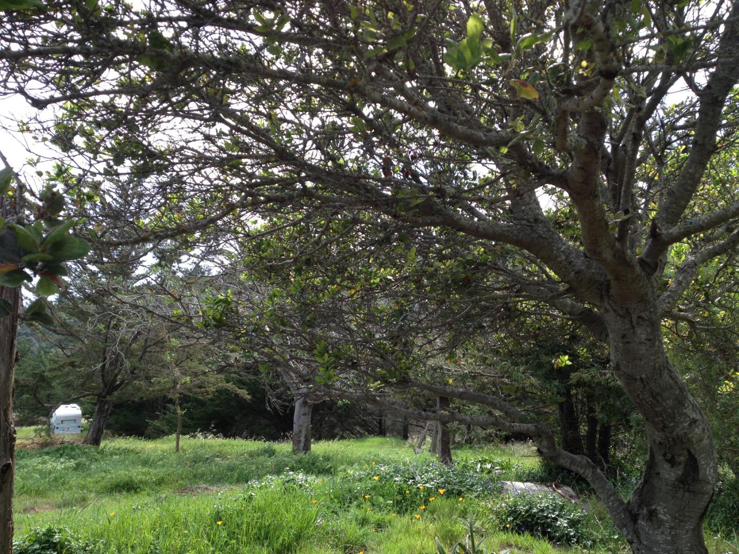 47720 Clear Ridge Road Big Sur, CA 93920 - Photo 9 of 10 Gallery Image 9