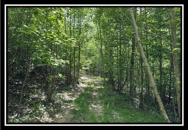 167 Weaver Road, Unit TRACT A) Chillicothe, OH 45601 - Photo 14 of 45 image014