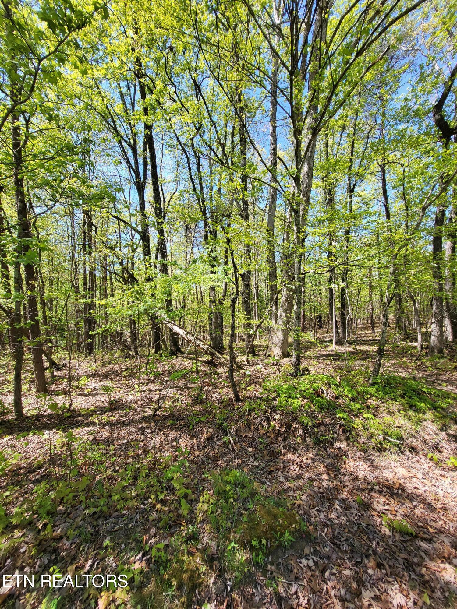 Jolley Road Grandview, TN 37337 - Photo 3 of 4 20240425_110630