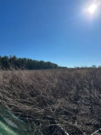 a view of a forest