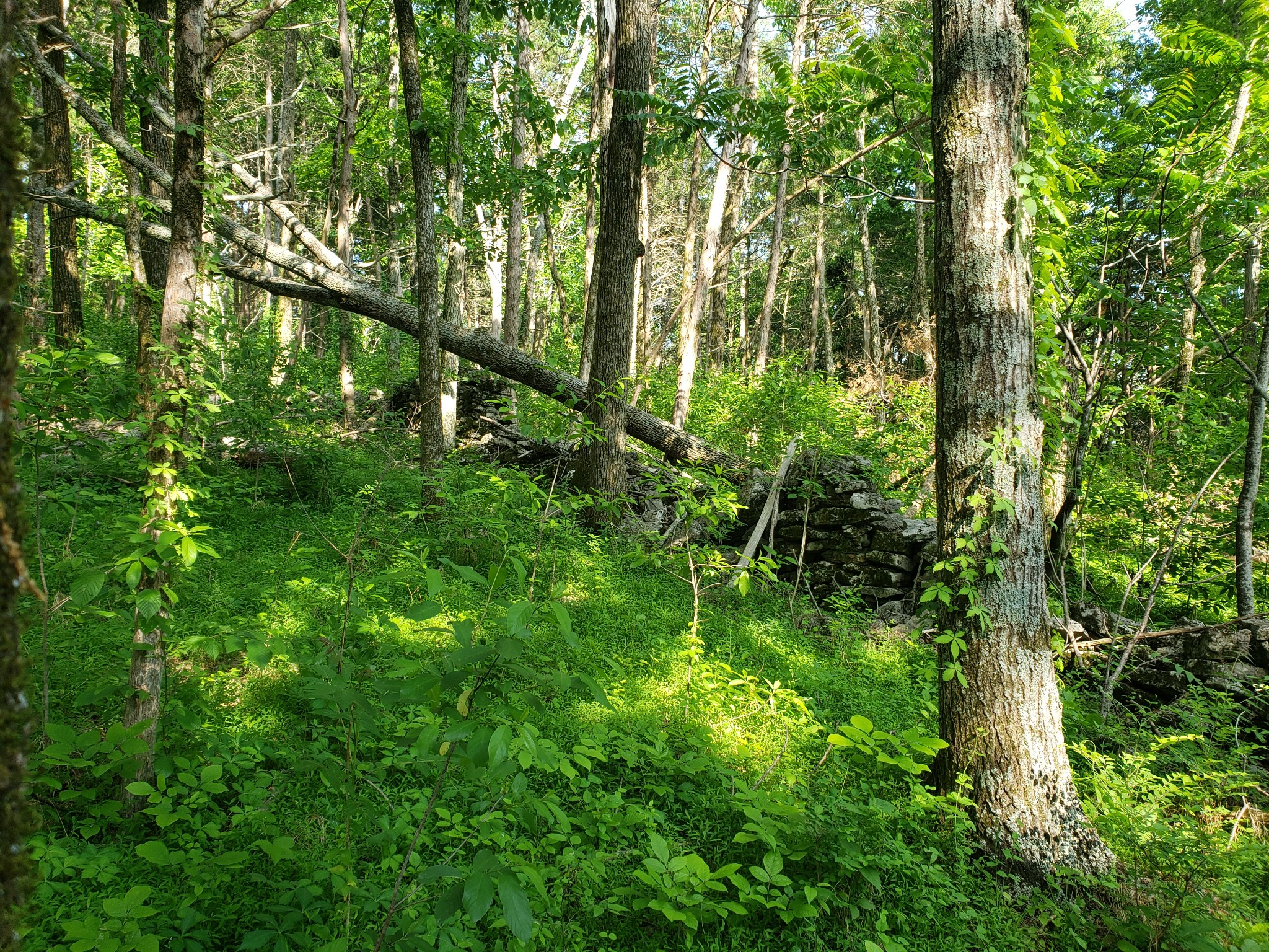 0 Conditt Hollow Road Elmwood, TN 38560 - Photo 3 of 7 Gallery Image 3