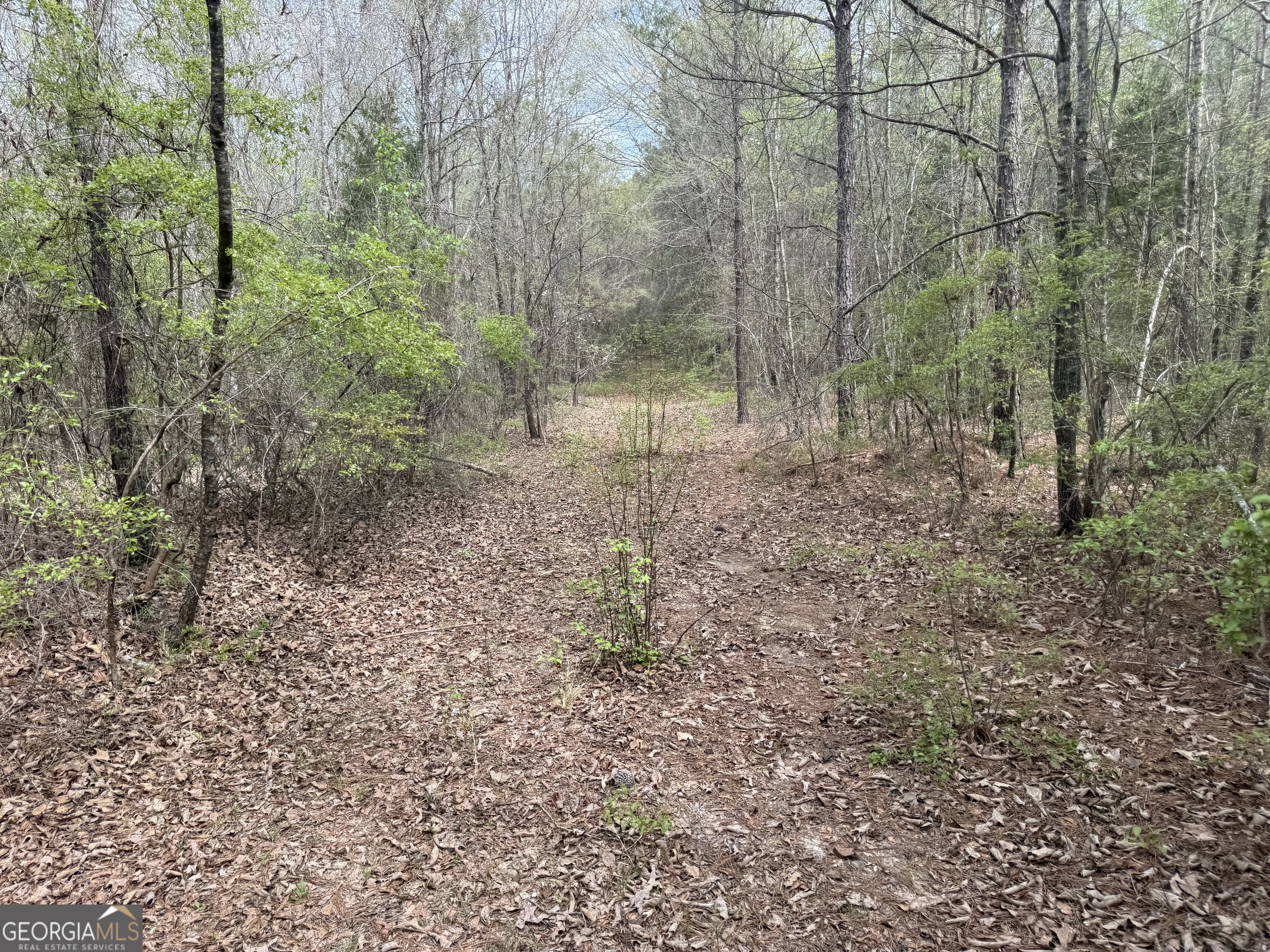 0 Union Church Road Fort Valley, GA 31030 - Photo 20 of 30 a view of a forest with trees in the background