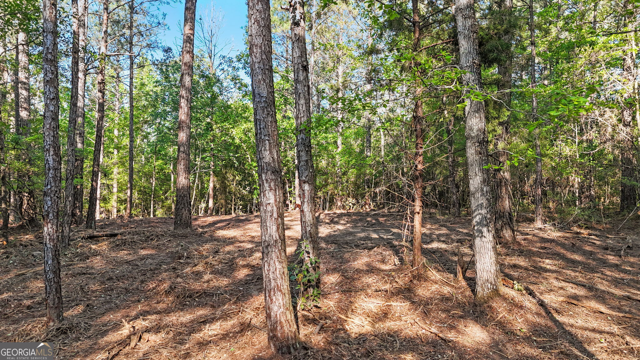 0 Union Church Road Fort Valley, GA 31030 - Photo 24 of 30 a view of a forest with trees