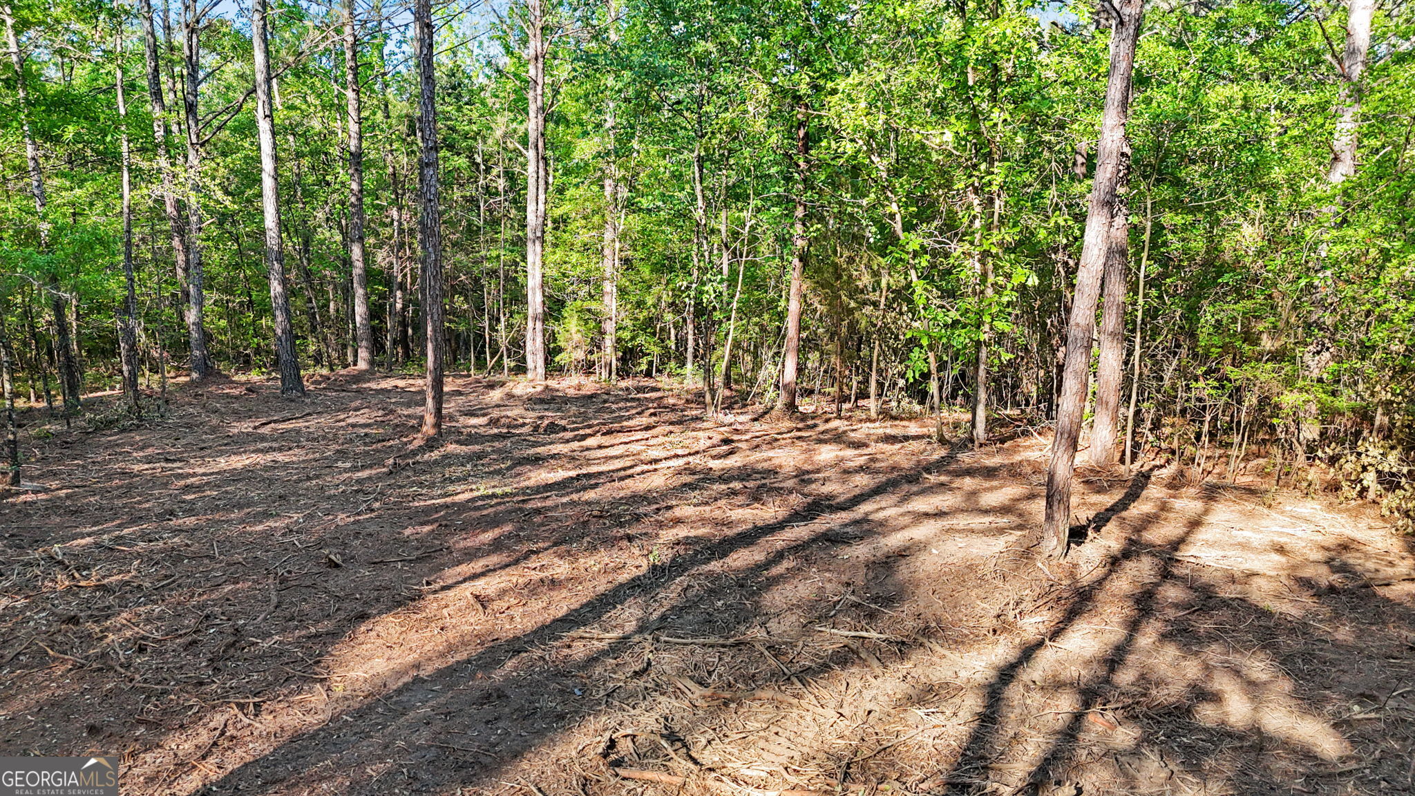 0 Union Church Road Fort Valley, GA 31030 - Photo 25 of 30 a view of a forest with trees in the background