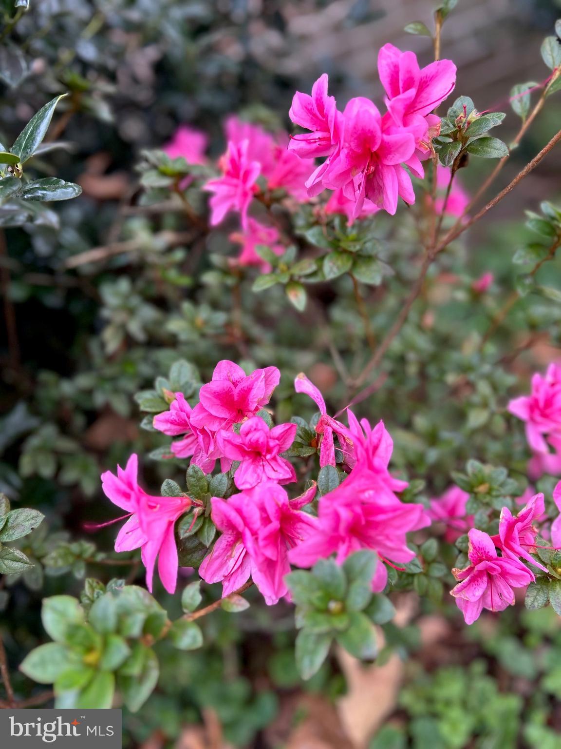 128 11th Street Colonial Beach, VA 22443 - Photo 77 of 80 a view of a flower