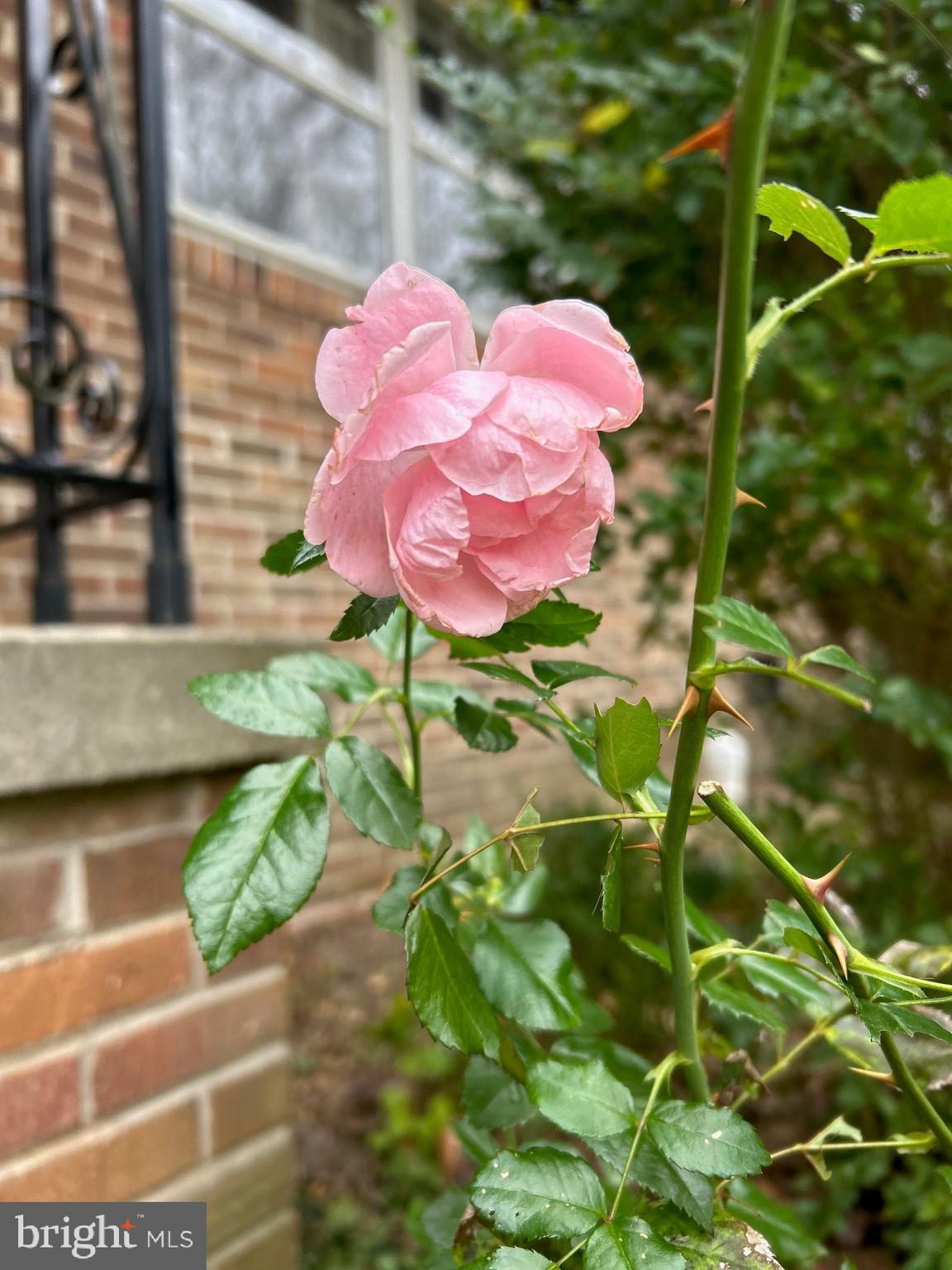 128 11th Street Colonial Beach, VA 22443 - Photo 78 of 80 Late fall blooming rose!