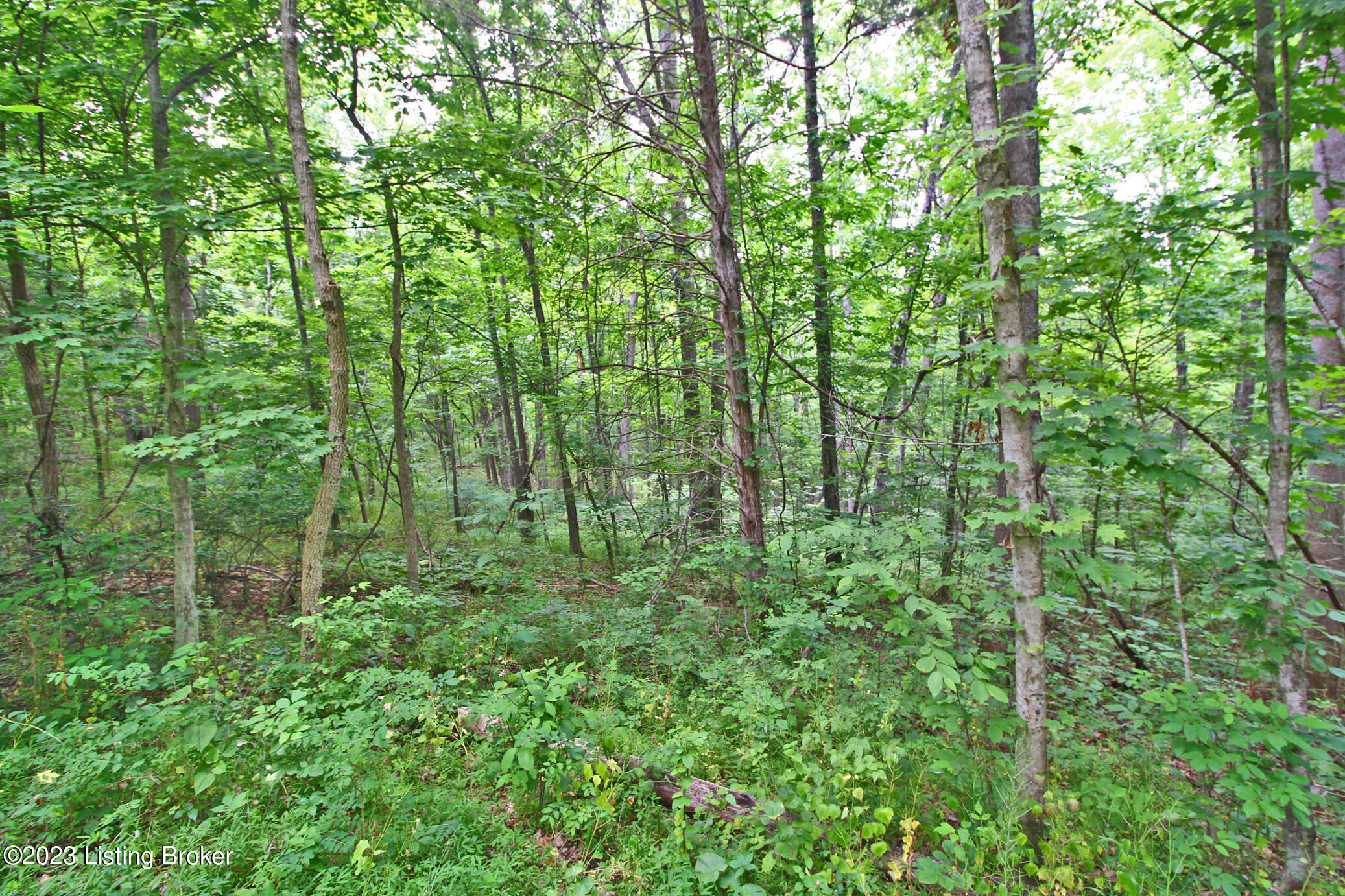 9531 Bob Rogers Road Frankfort, KY 40601 - Photo 4 of 8 Forest View