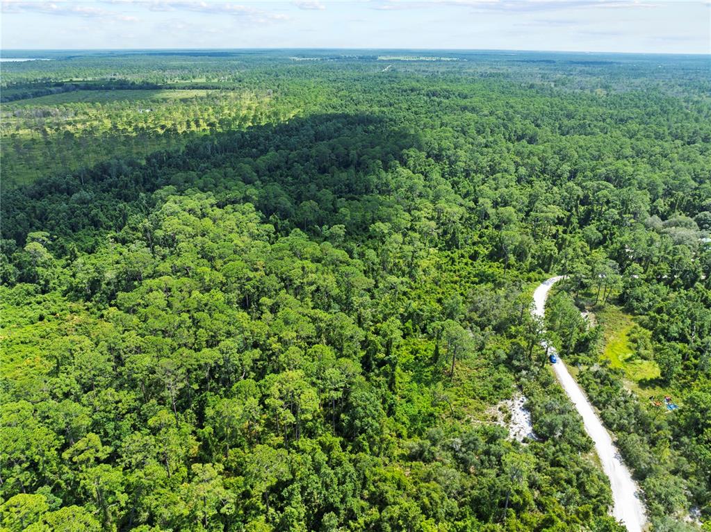2641 South Bear Run Road Frostproof, FL 33843 - Photo 6 of 9 a view of a lush green forest with trees in the background