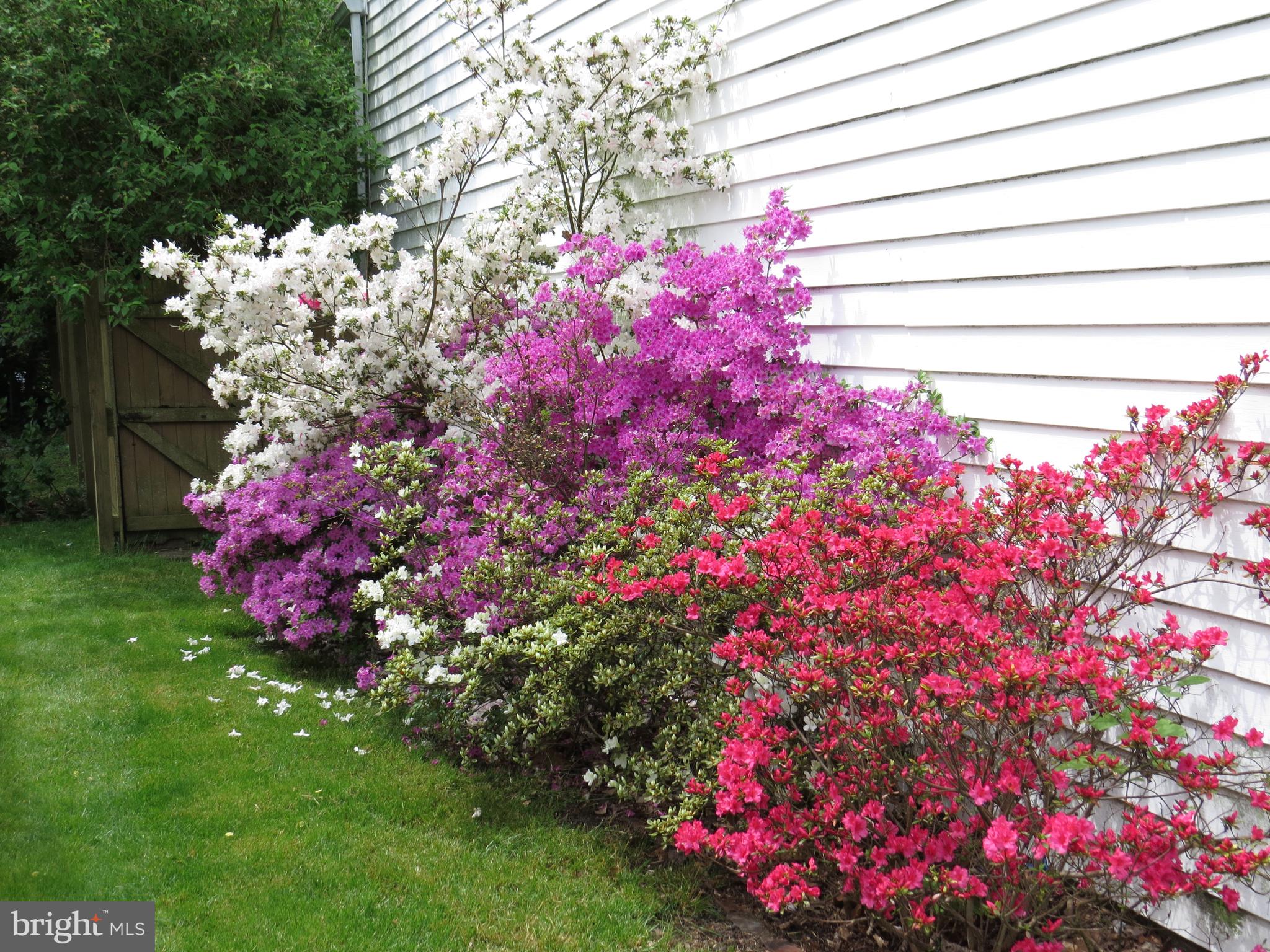 25 Ardmore Road Newark, DE 19713 - Photo 3 of 32 Side yard in the Spring