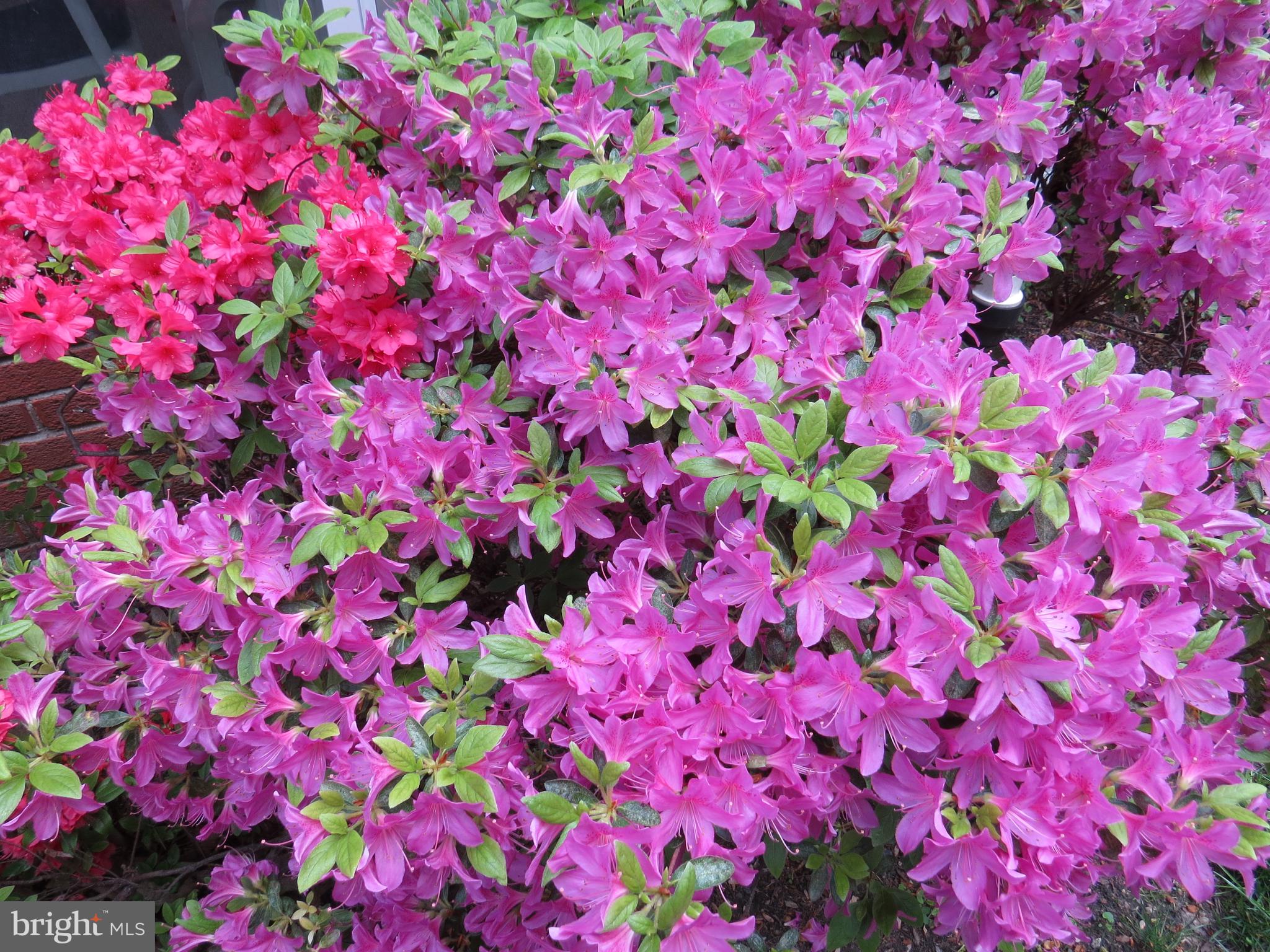 25 Ardmore Road Newark, DE 19713 - Photo 4 of 32 Gorgeous Flowers