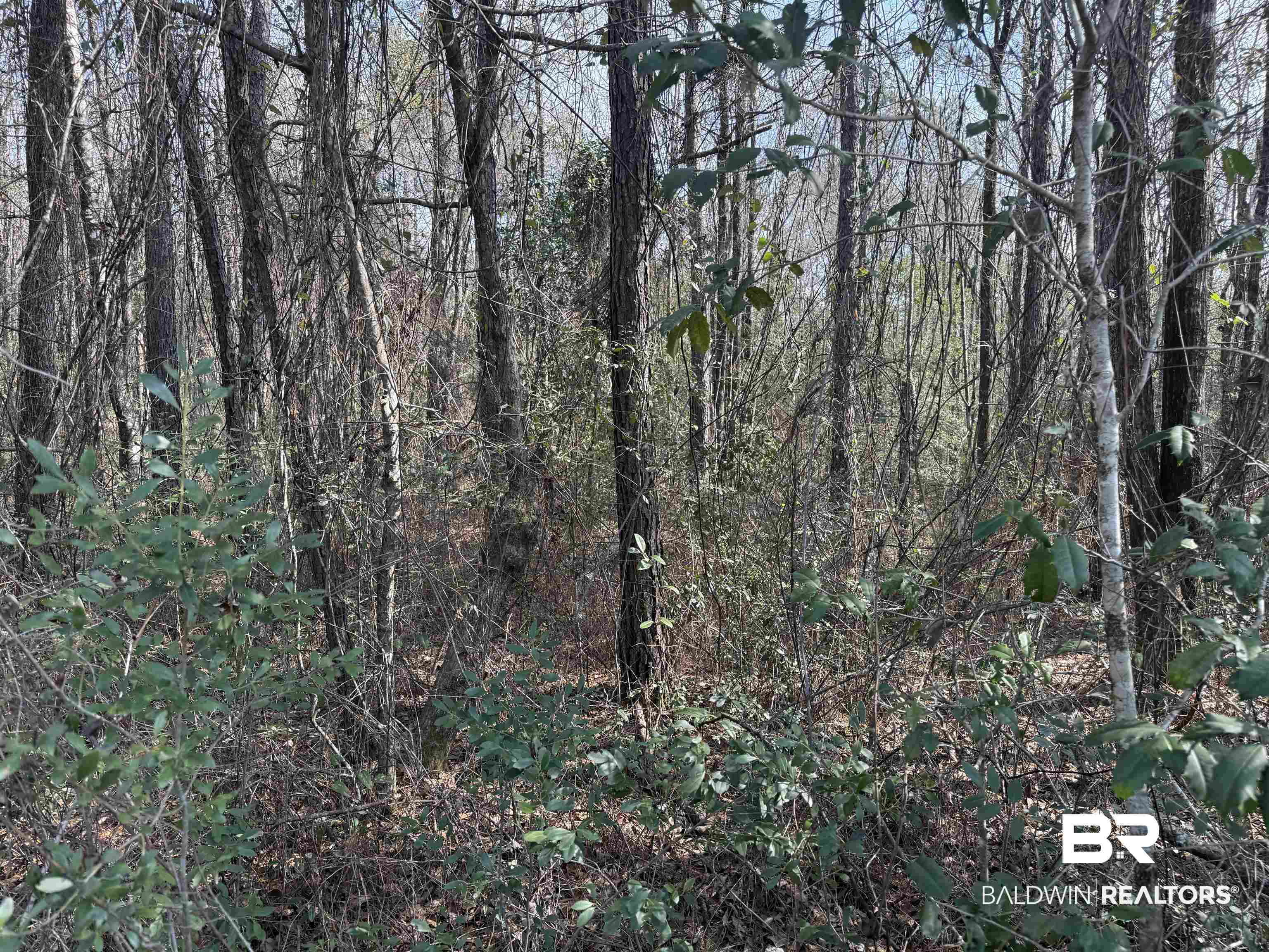 0 Highway 41 Range, AL 36473 - Photo 8 of 11 View of tree filled area