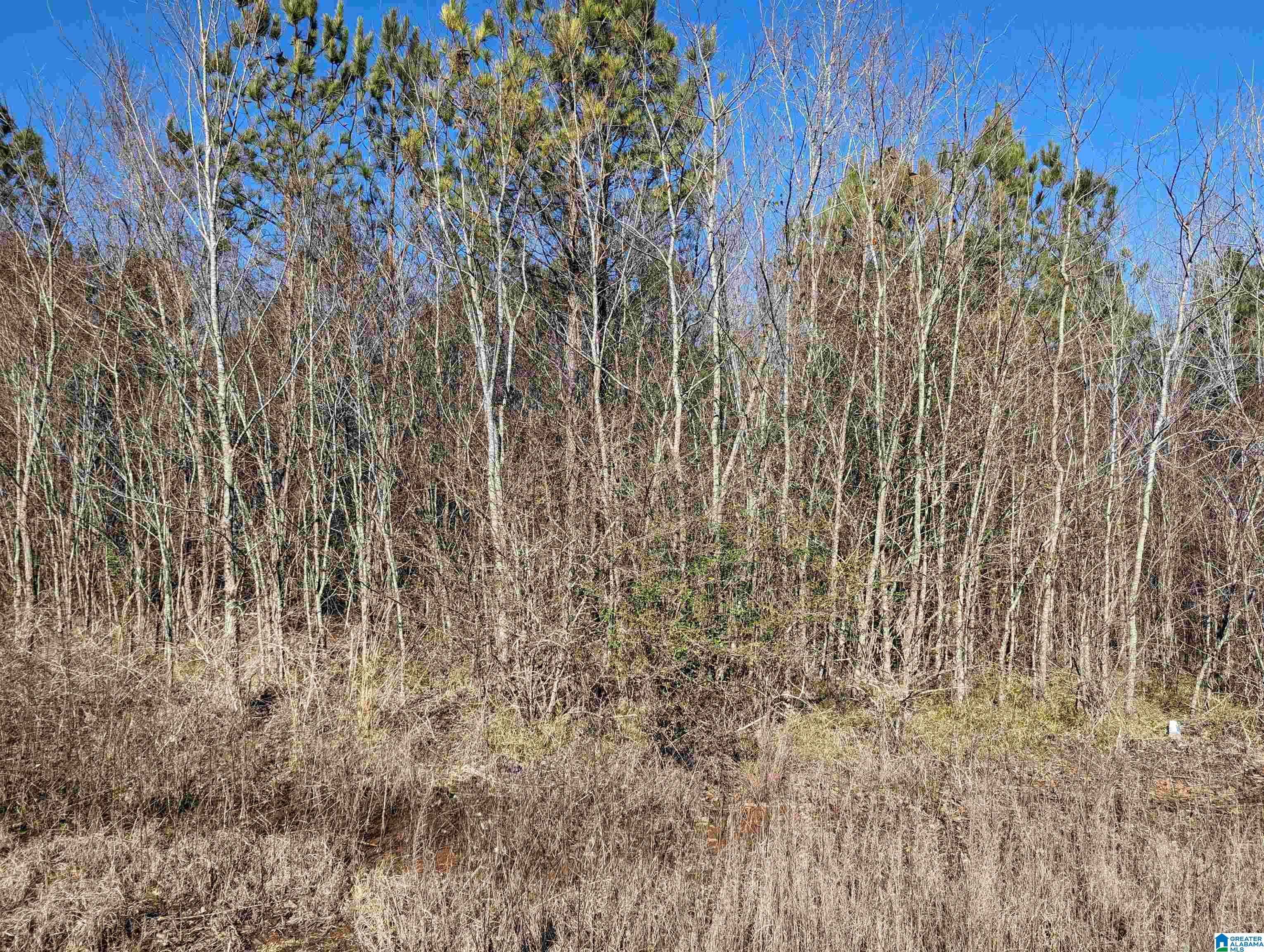 0 Chandler Springs Road Talladega, AL 35160 - Photo 11 of 35