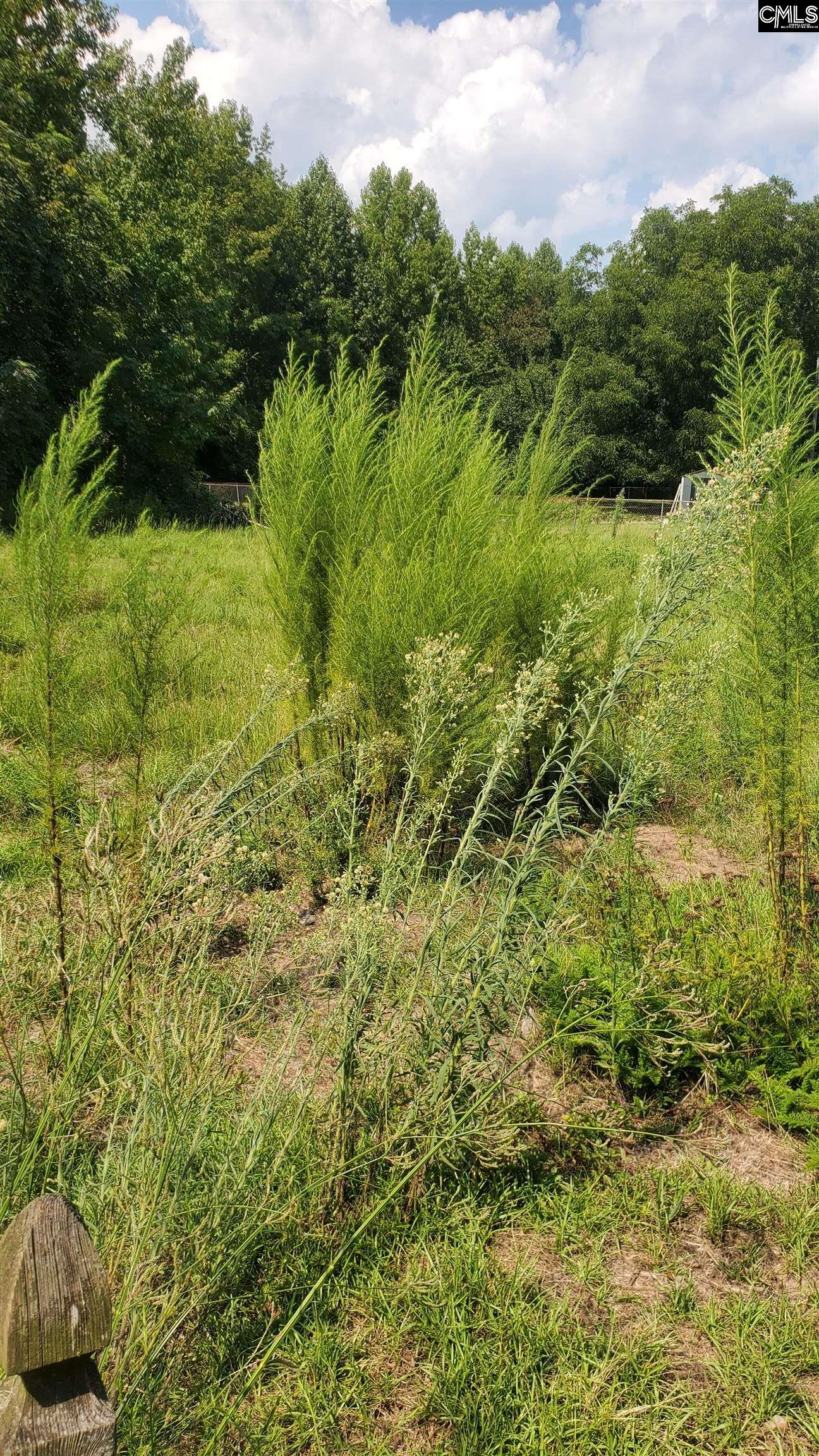 Ardis Road Pinewood, SC 29125 - Photo 3 of 6