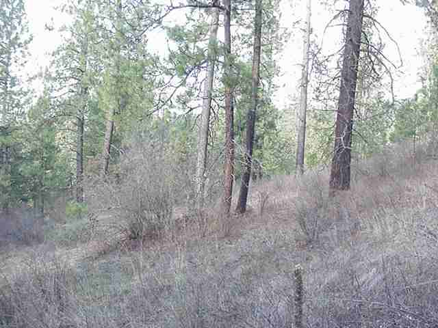 0 North Timbercrest Lane Mead, WA 99021 - Photo 3 of 5 Gallery Image 3