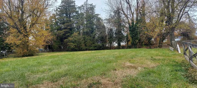 a view of a forest with a tree