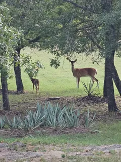 a view of a yard
