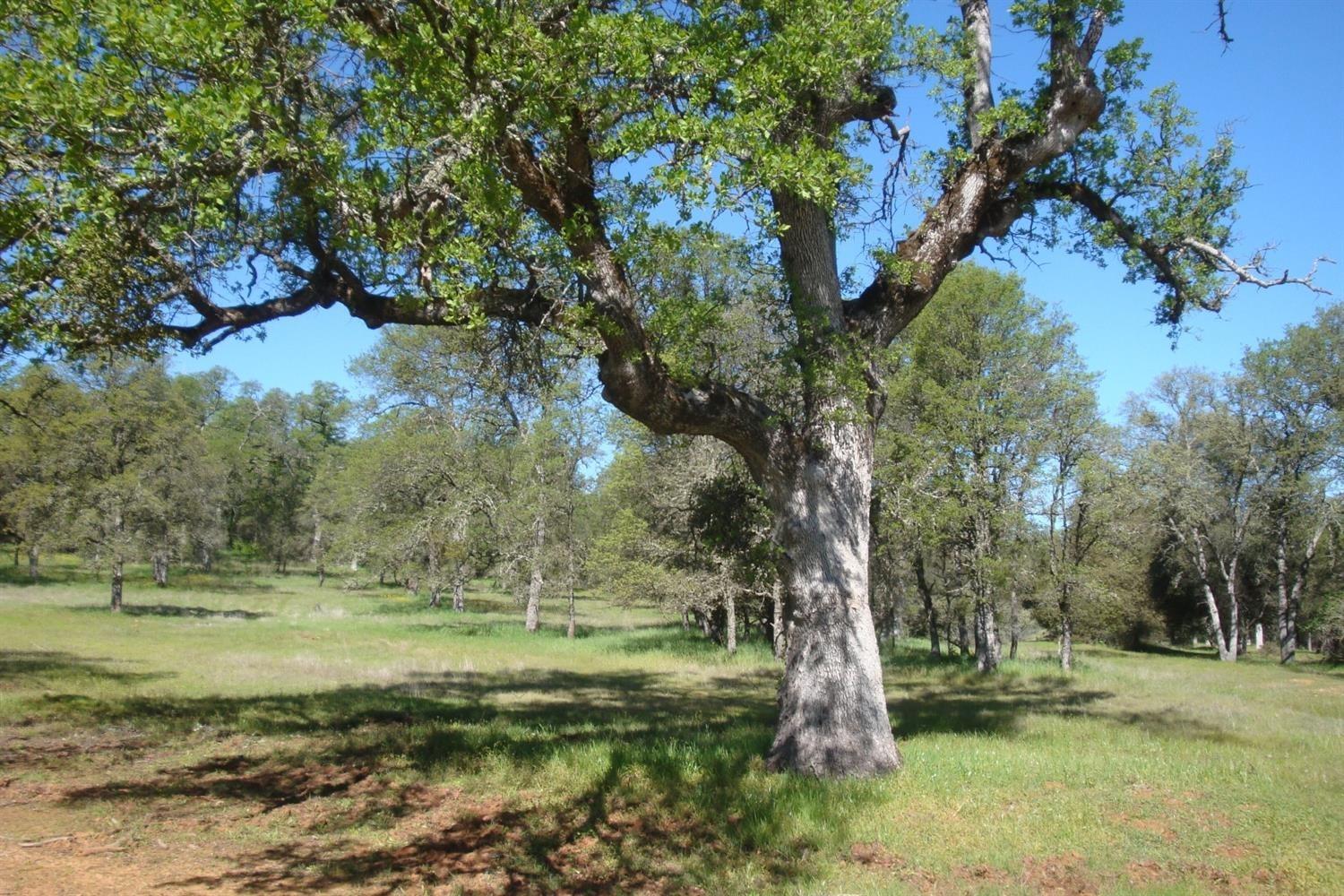 a view of a field with trees