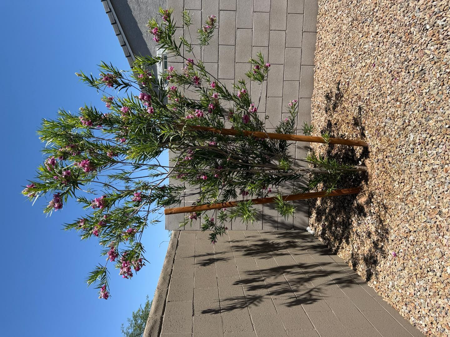 1840 West Spaulding Avenue Apache Junction, AZ 85120 - Photo 10 of 53 a picture of flowers