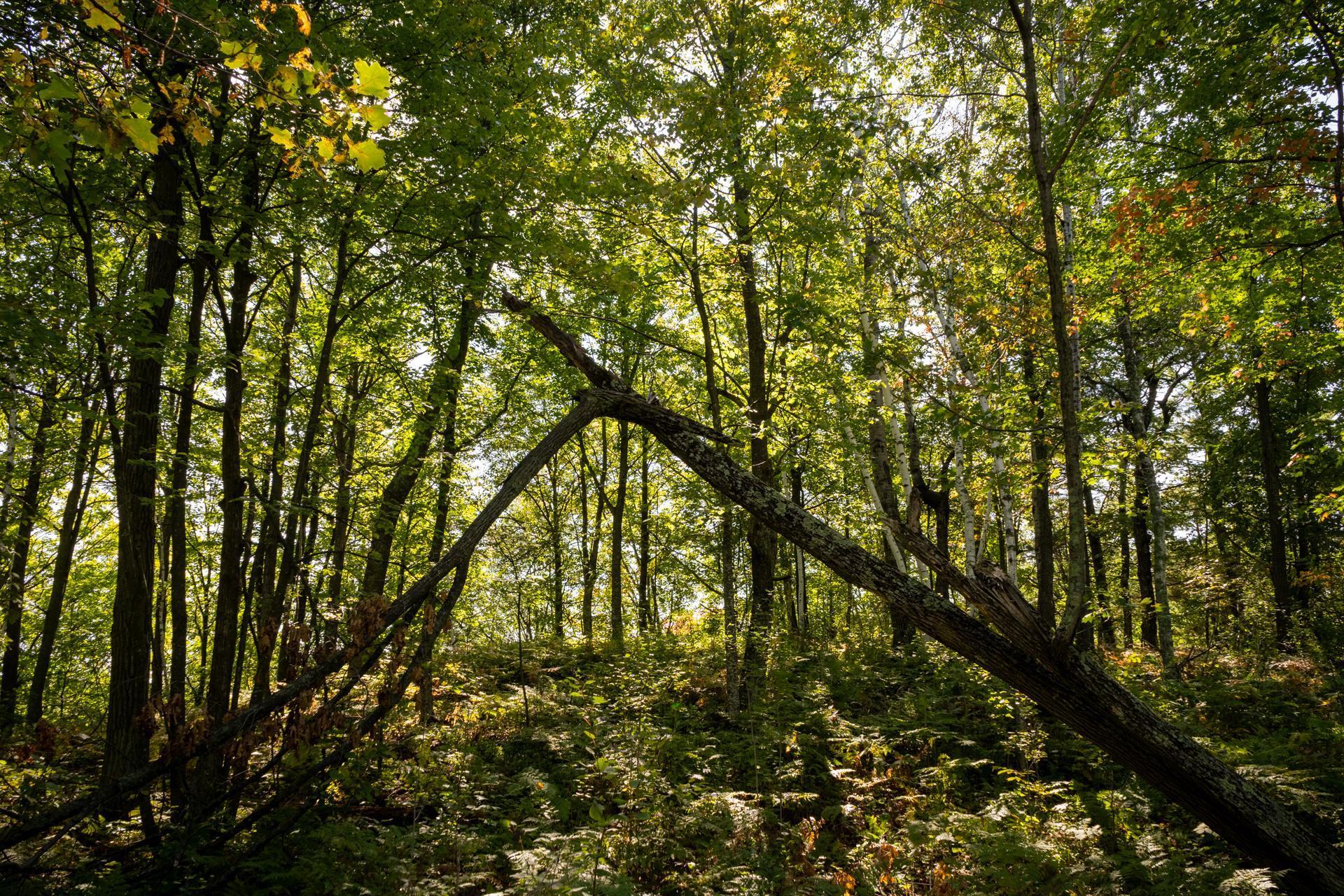 Tbd Ridgeview Lane Northeast Longville, MN 56655 - Photo 16 of 33