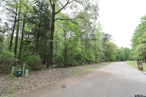 a view of a forest with trees in the background