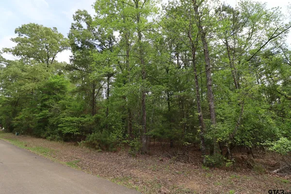a view of a forest with trees in the background