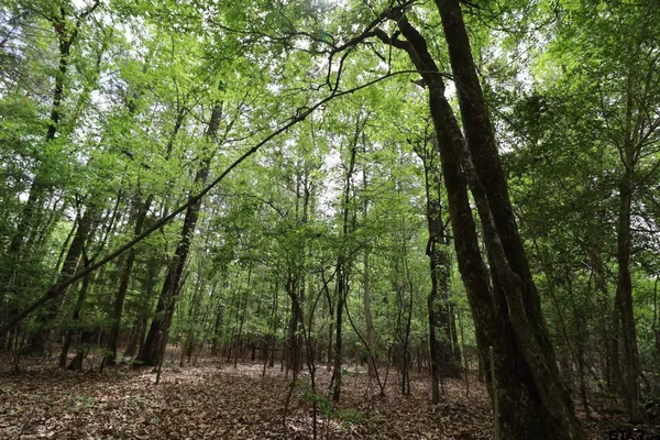 a view of forest