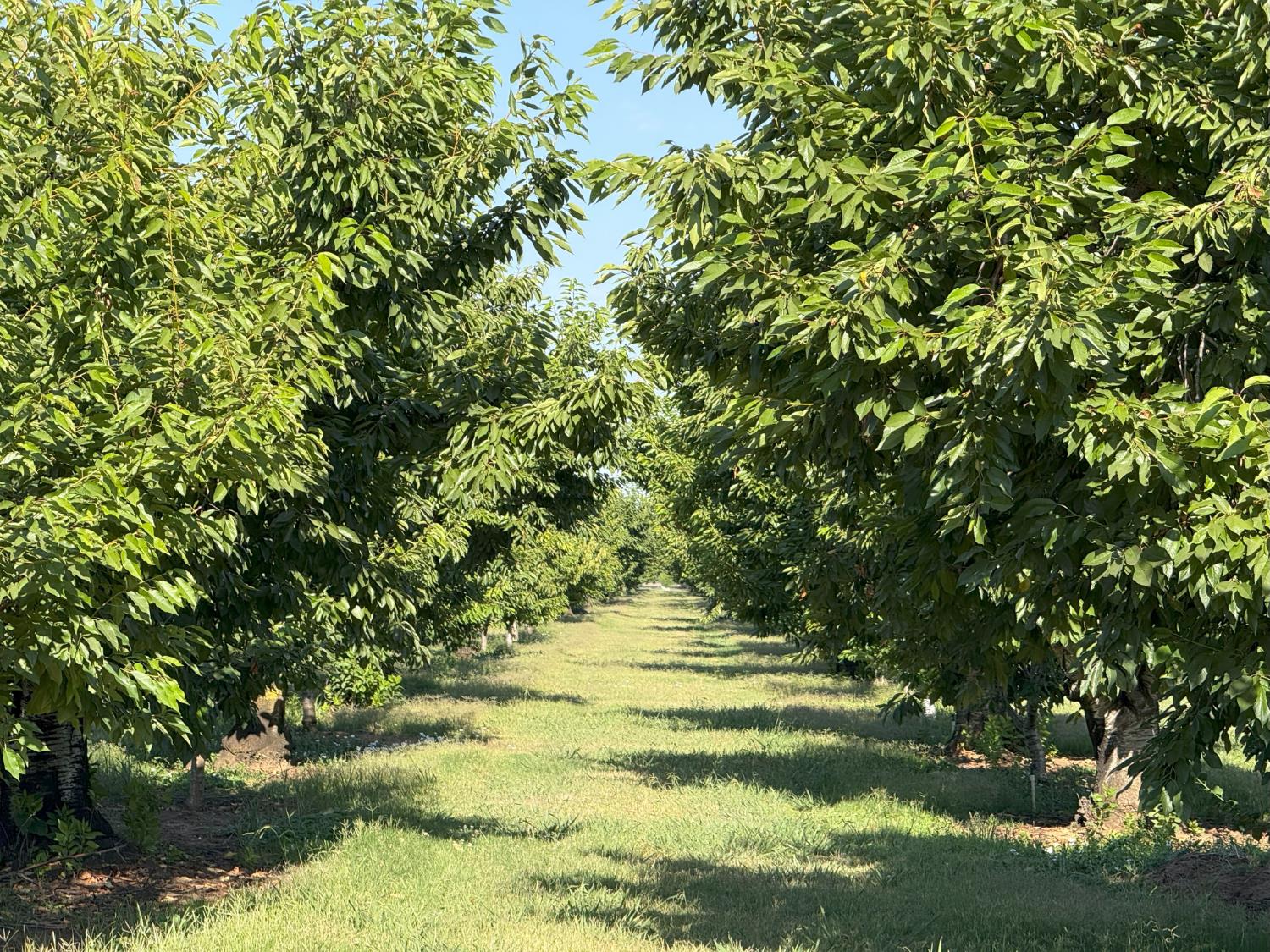 12555 Comstock Road Stockton, CA 95215 - Photo 6 of 6 a view of outdoor space with deck and green space