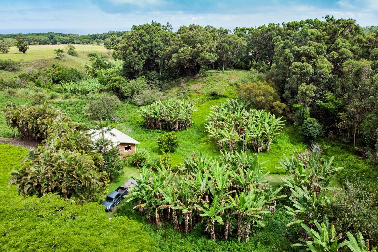 1034 Kaupakalua Road Haiku, HI 96708 - Photo 1 of 21 a view of a garden with a building