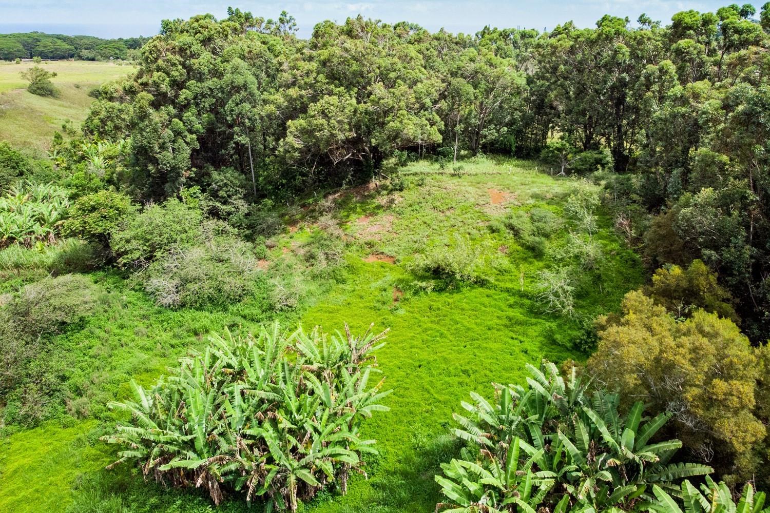 1034 Kaupakalua Road Haiku, HI 96708 - Photo 15 of 21 a view of a lush green forest