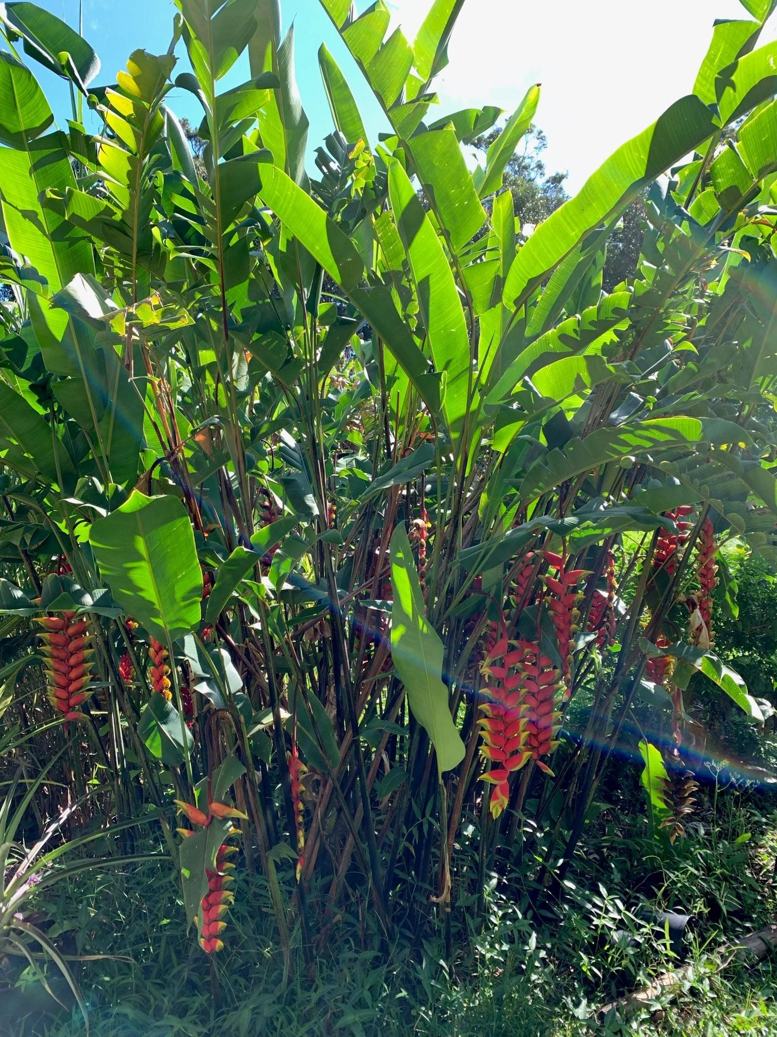 1034 Kaupakalua Road Haiku, HI 96708 - Photo 16 of 21 a picture of flowers