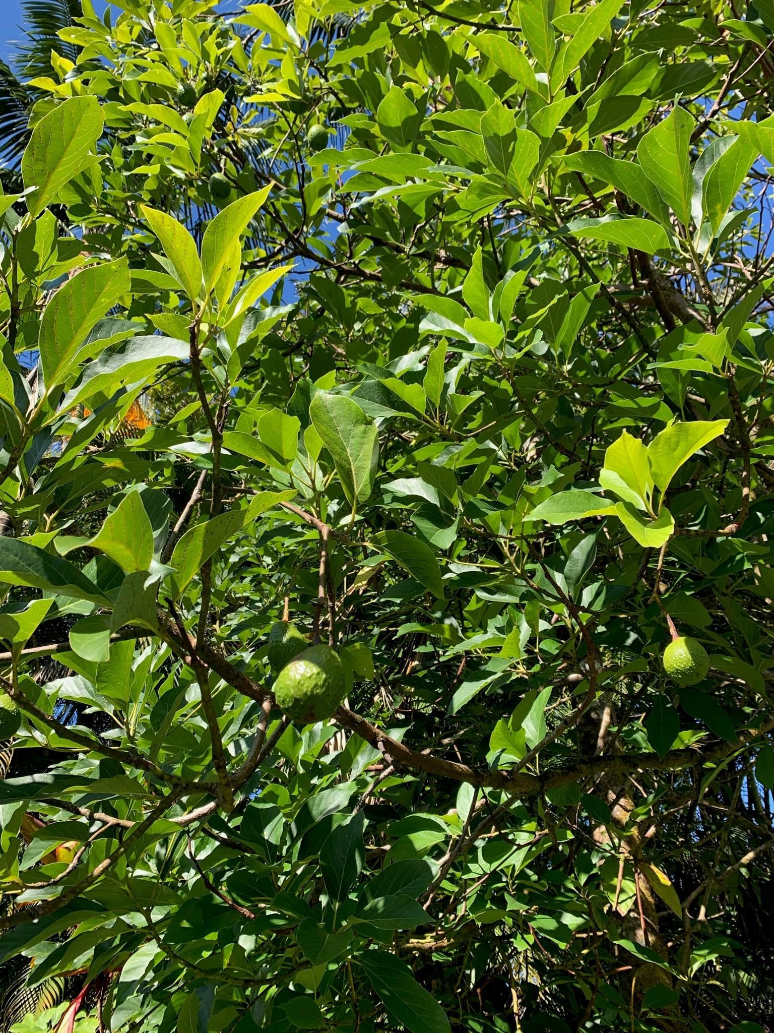 1034 Kaupakalua Road Haiku, HI 96708 - Photo 18 of 21 a view of flowers